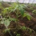 蔬菜速效营养液厂家直供资质齐全全国接单支持定制现场定方案技术