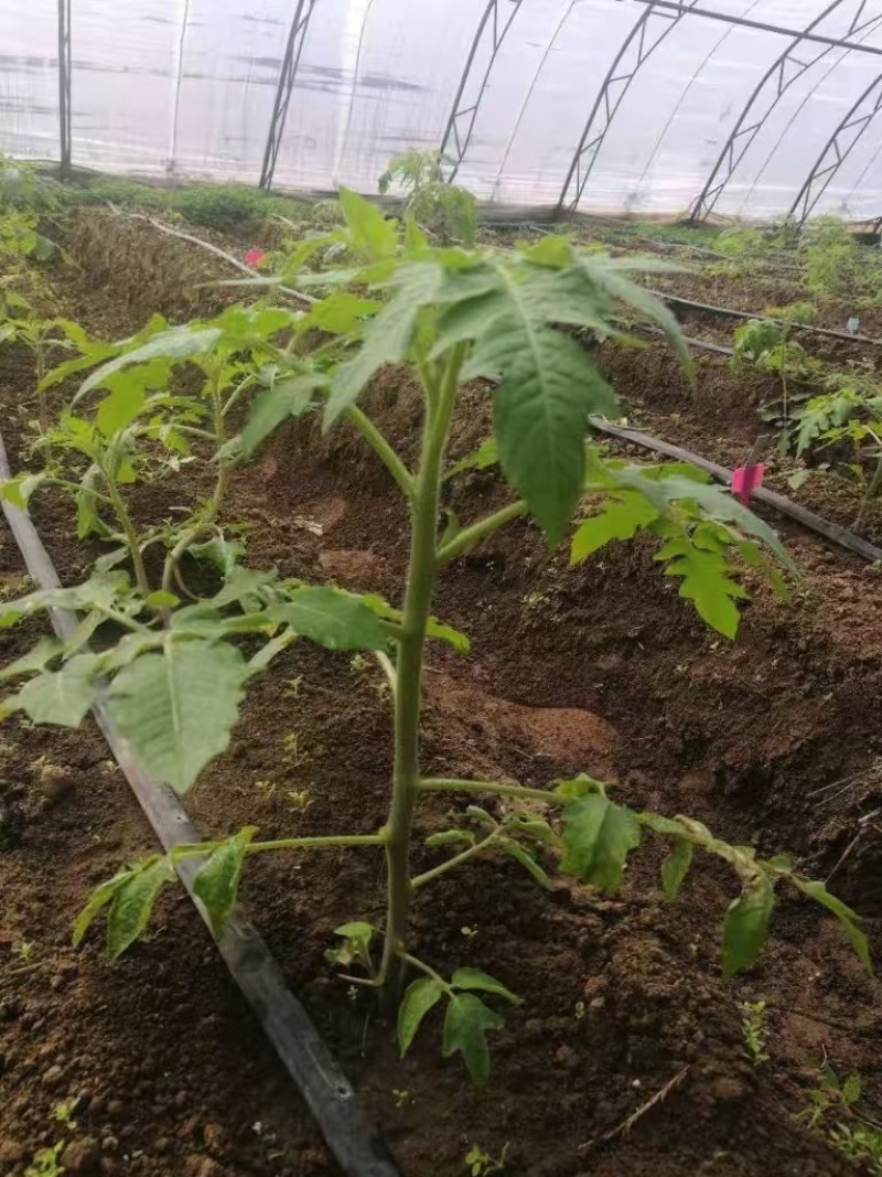 蔬菜速效营养液厂家直供资质齐全全国接单支持定制现场定方案技术