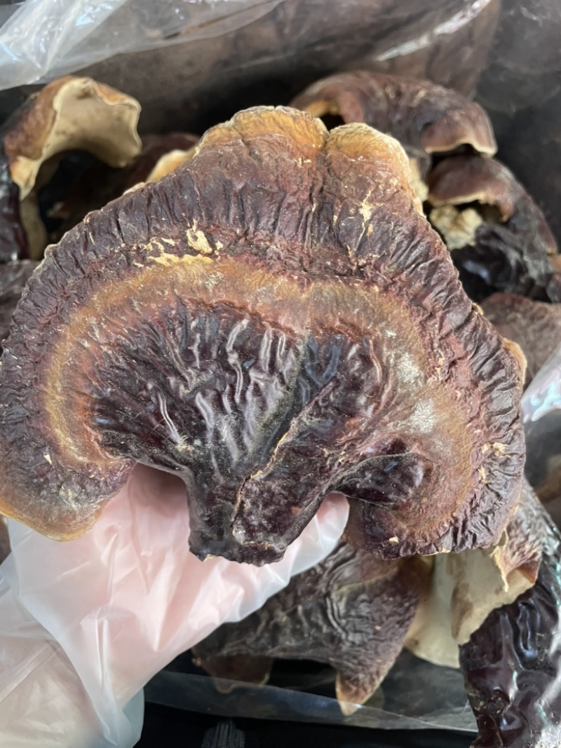 野生松杉灵芝白心白肉纯野生一手货源稳定供货