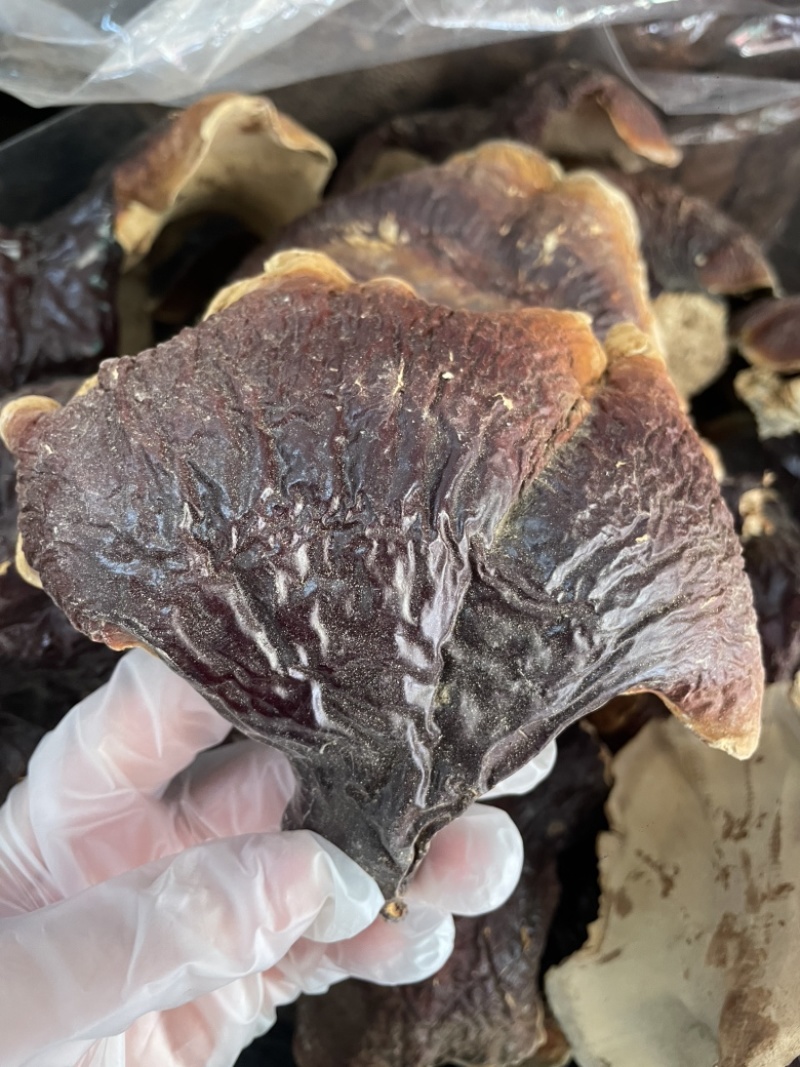 野生松杉灵芝白心白肉纯野生一手货源稳定供货