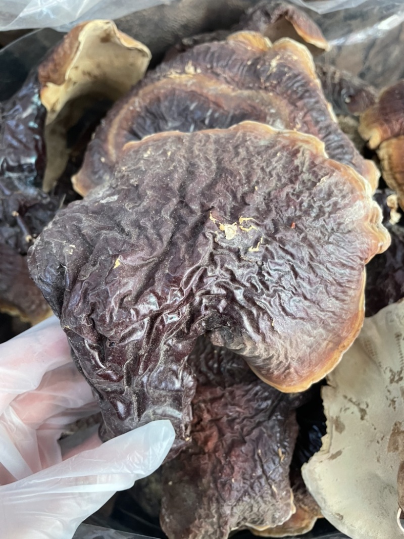 野生松杉灵芝白心白肉纯野生一手货源稳定供货
