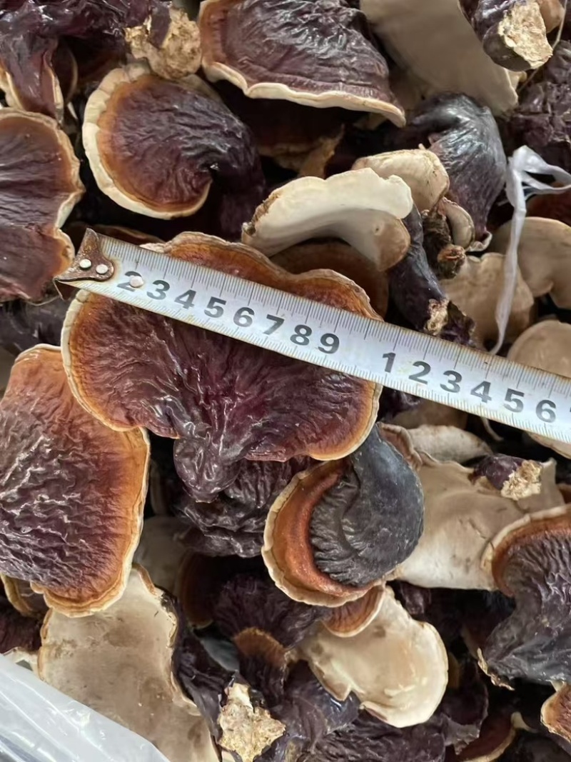 野生松杉灵芝白心白肉纯野生一手货源稳定供货