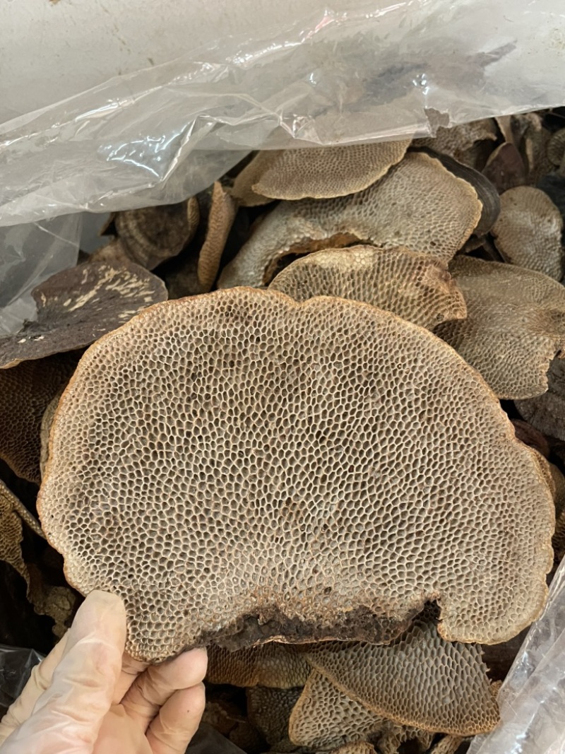 灵芝蜂窝灵芝一手货源量大优惠欢迎咨询