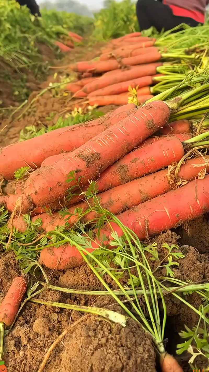 普兰特水果型胡萝卜种子高产夏秋栽培紫红棒状高品质