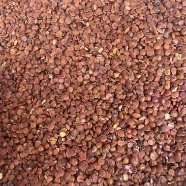 源头直供枣仁大量现货可零售批发质量保证欢迎订购