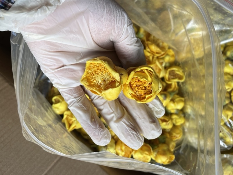 金花金茶花防城港基地一手货源全国发货欢迎订购