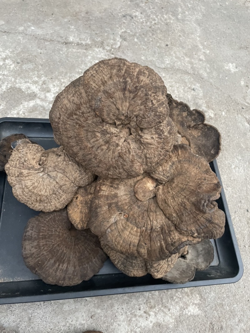 野生新货血灵芝香血灵芝黑肉灵芝质量保证一手货源