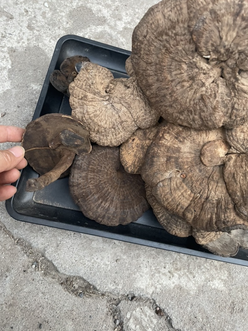 野生新货血灵芝香血灵芝黑肉灵芝质量保证一手货源