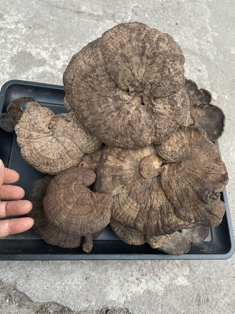 野生新货血灵芝香血灵芝黑肉灵芝质量保证一手货源