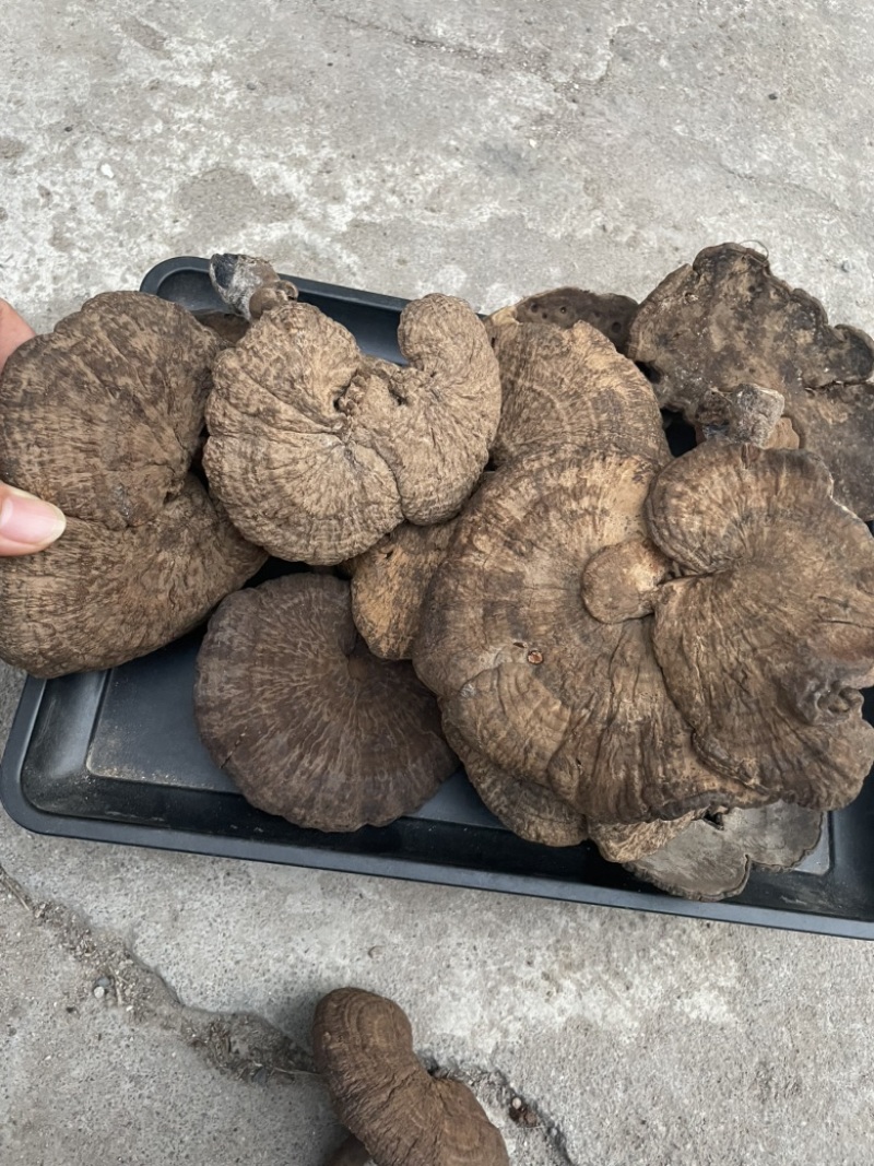 野生新货血灵芝香血灵芝黑肉灵芝质量保证一手货源