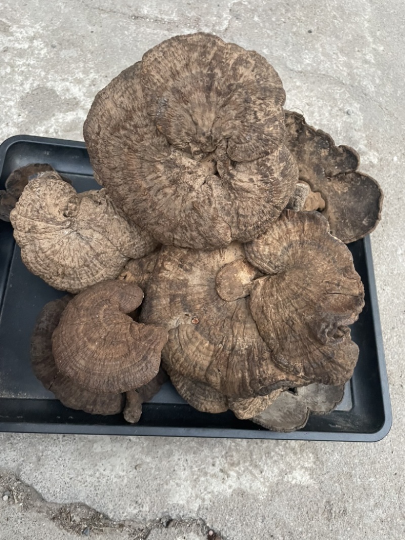 野生新货血灵芝香血灵芝黑肉灵芝质量保证一手货源