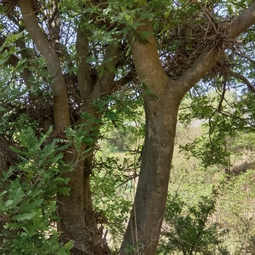陕西皂角树