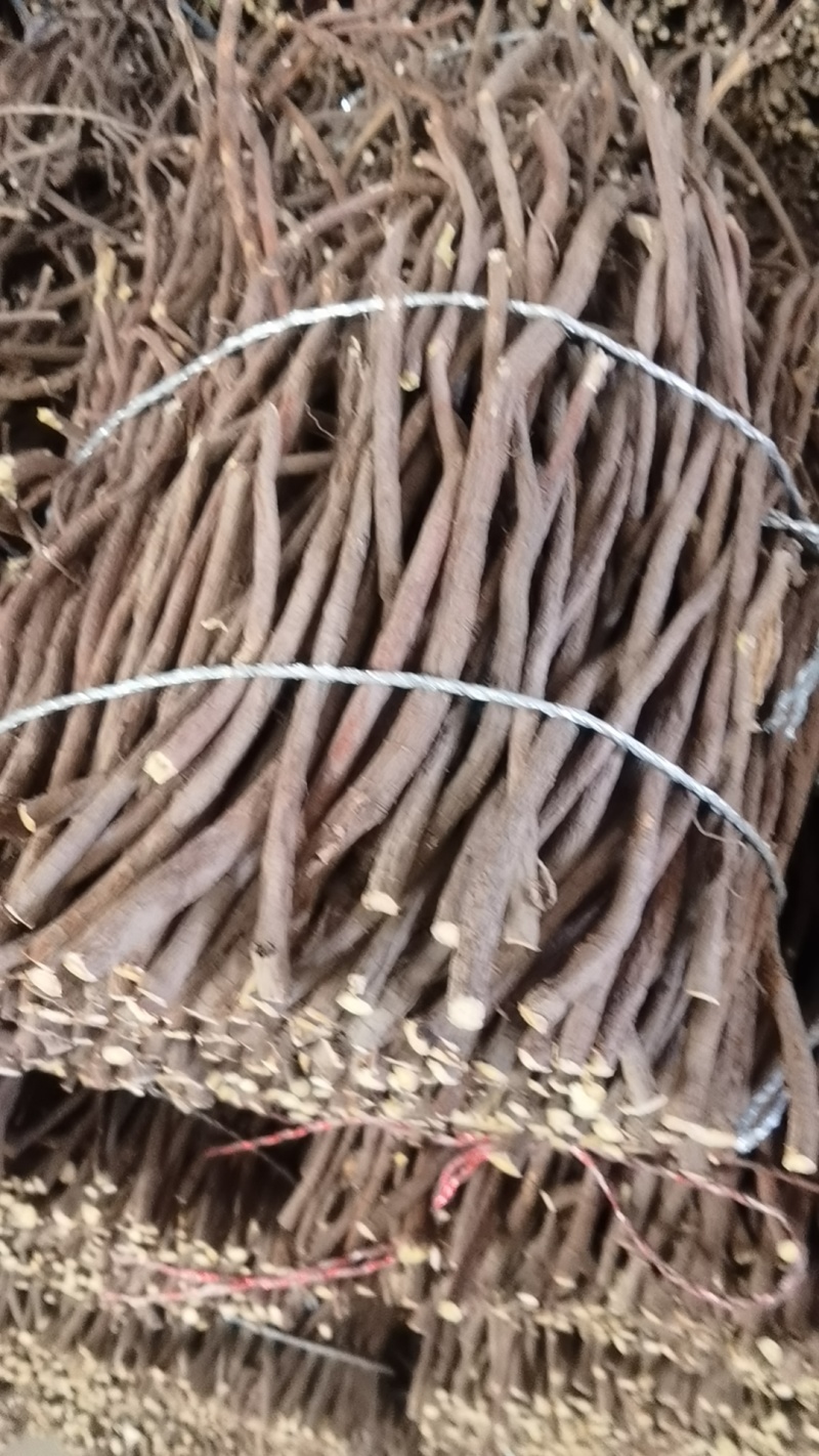 宁夏盐池种植甘草红皮草，含量够