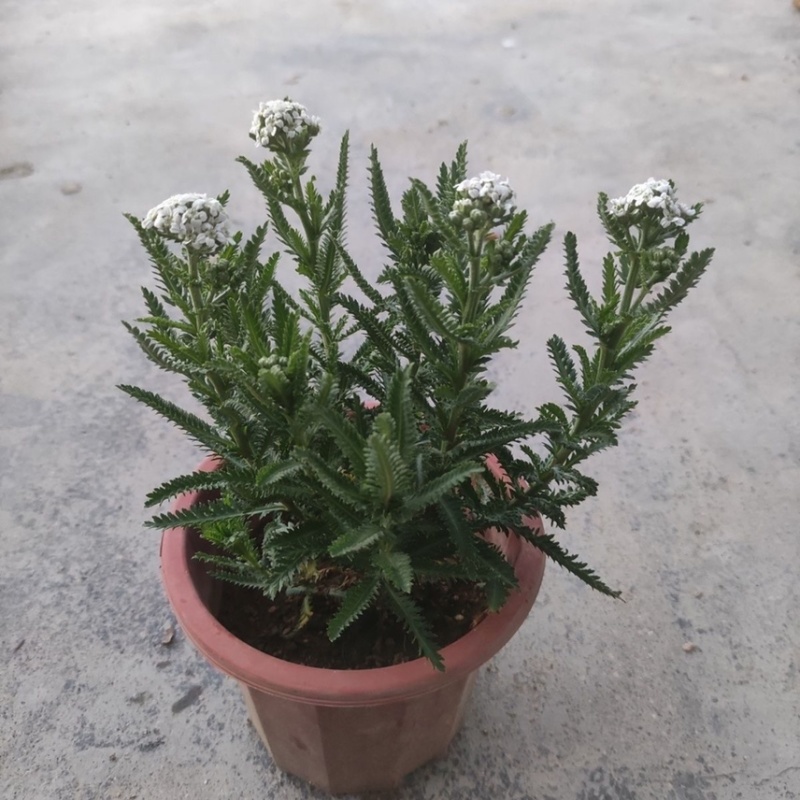 云南蓍草千叶蓍草一支嵩蜈蚣嵩锯草飞天蜈蚣虱鬓草柴休草