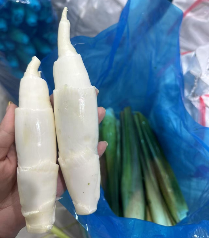 《推荐》美人茭基地直供自产自销一手货源全国发货中