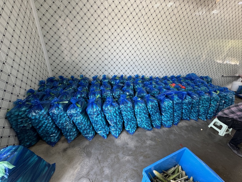 浙大二号茭白/浙江茭白/自产自销/对接电商～批发～商超等