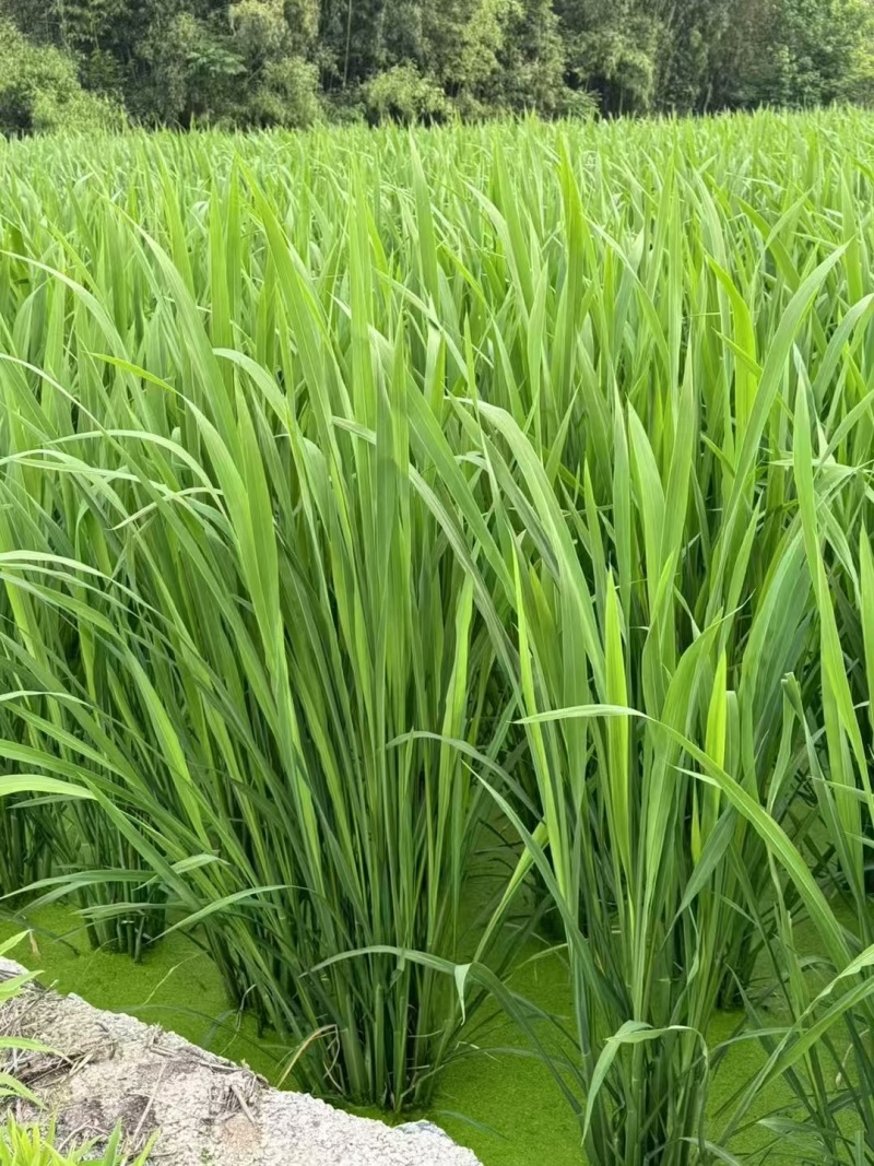 《推荐》浙江浙大三号茭白/自产自销/量大从优/电商批发