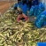 《推荐》浙江浙大三号茭白/自产自销/量大从优/电商批发
