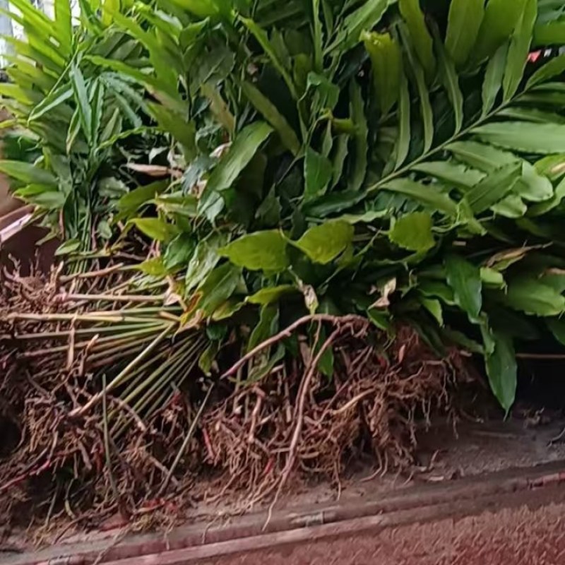 有超靓品种正宗阳春市春砂仁苗出售货源充足，量大