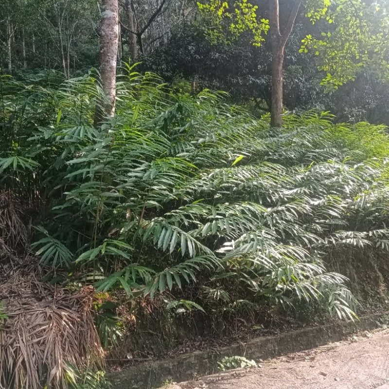有超靓品种正宗阳春市春砂仁苗出售货源充足，量大