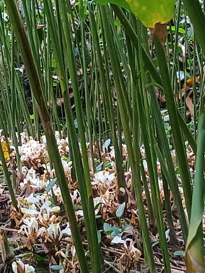 有超靓品种正宗阳春市春砂仁苗出售货源充足，量大