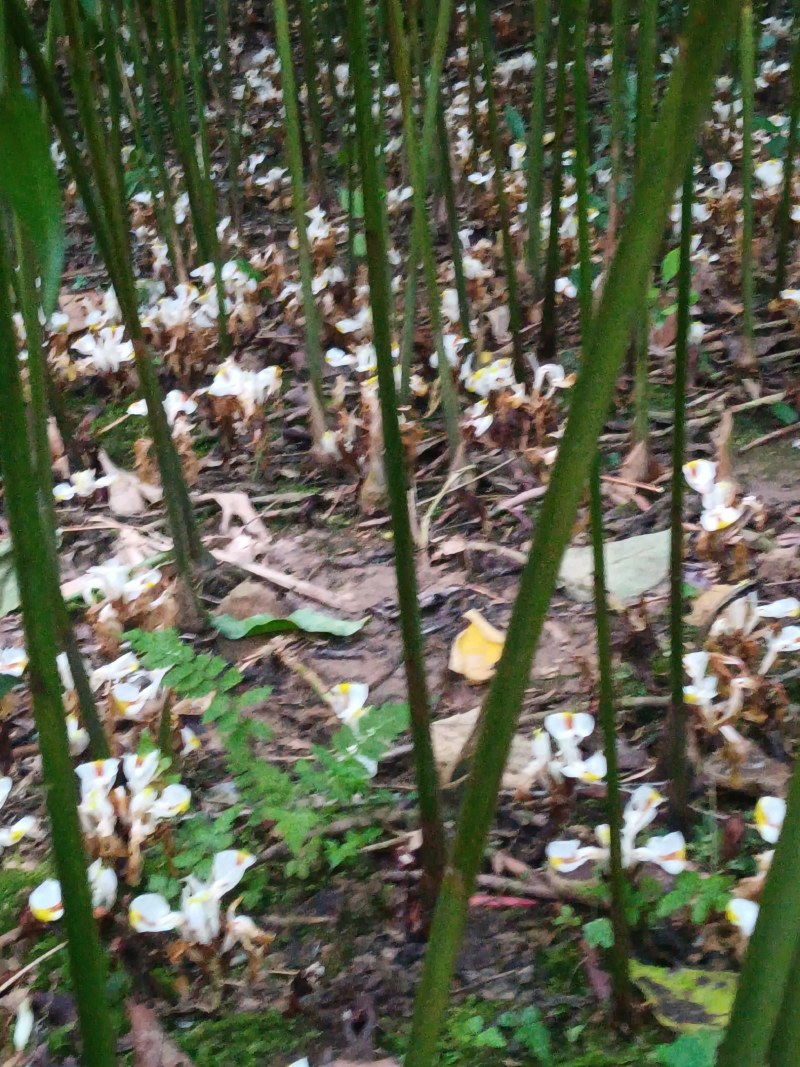 有超靓品种正宗阳春市春砂仁苗出售货源充足，量大
