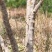 石榴树，8年树龄，6万株树，量大从优