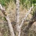 石榴树，8年树龄，6万株树，量大从优