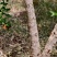 石榴树，8年树龄，6万株树，量大从优