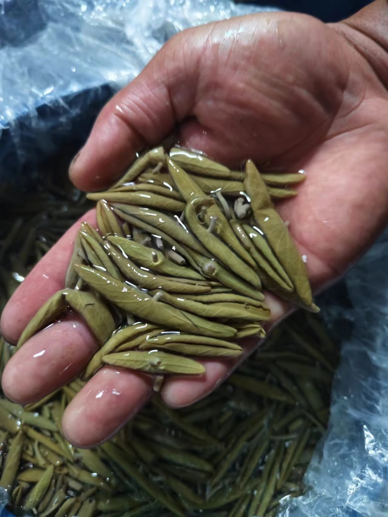 L级莼菜L级莼菜
