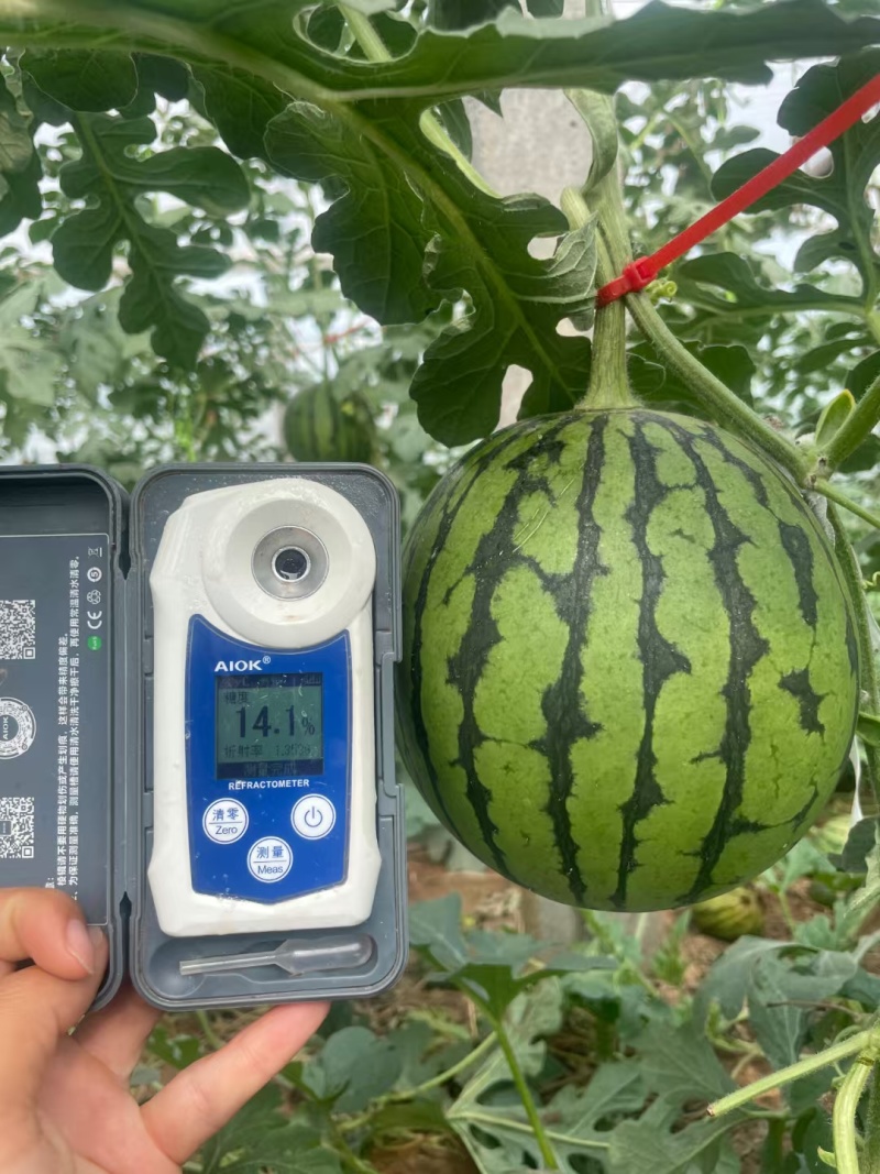 安徽省小糖丸手剥脆皮无籽小西瓜2K小吊瓜，头茬鲜瓜
