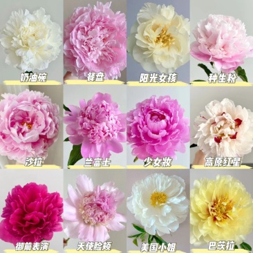 牡丹芍药切花，电商代发高品质高质量，颜色全每天可万单