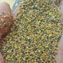 菜籽破碎粒