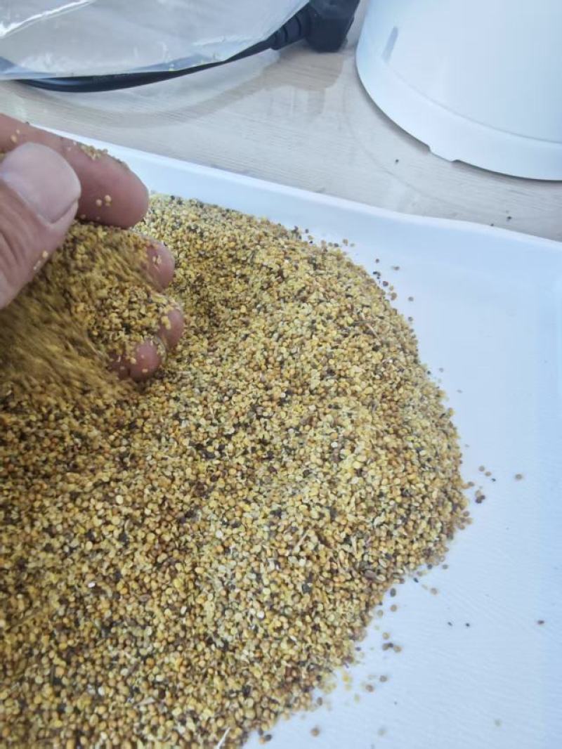 菜籽破碎粒