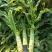 兰州高原夏菜质量好颜色正