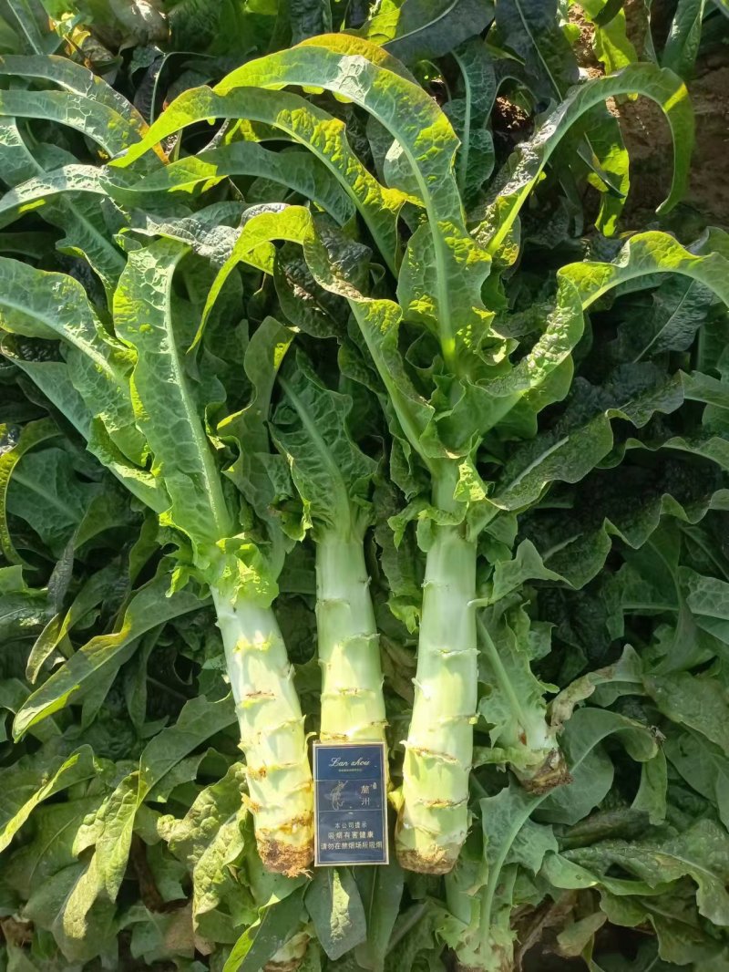 兰州高原夏菜质量好颜色正