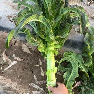 兰州高原夏菜质量好颜色正
