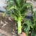 兰州高原夏菜质量好颜色正