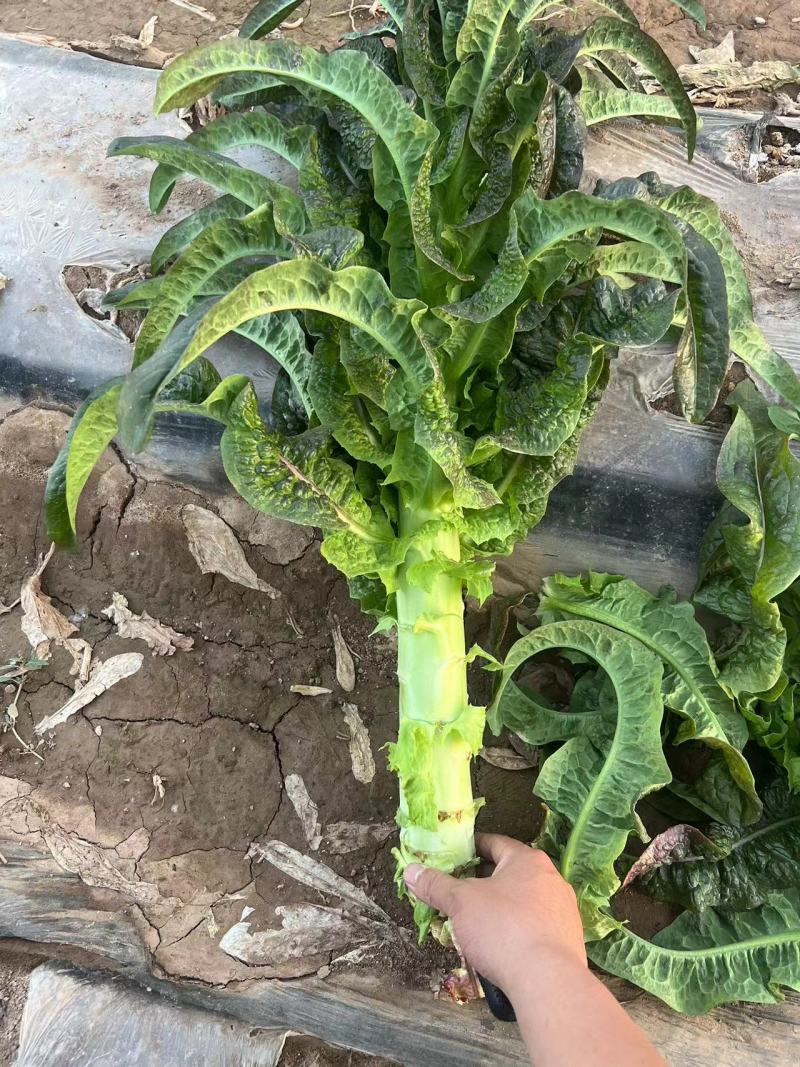 兰州高原夏菜质量好颜色正