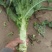 兰州高原夏菜质量好颜色正