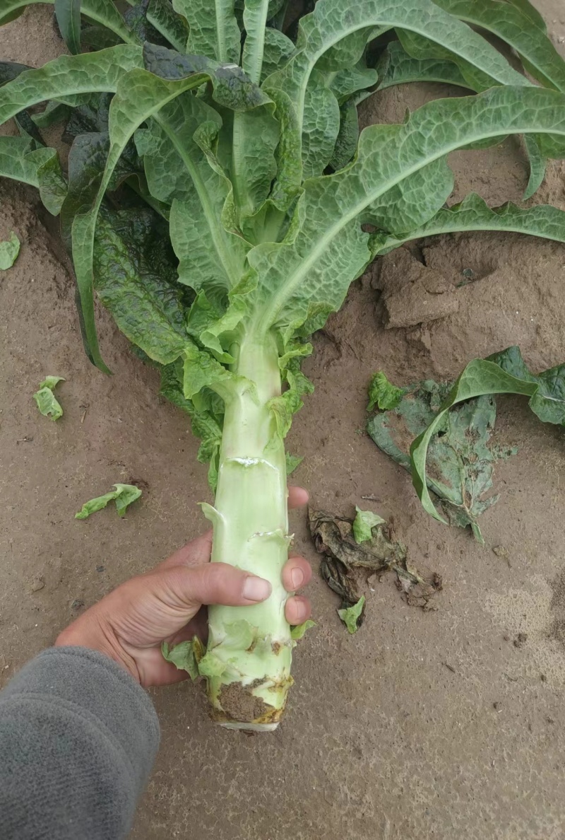 兰州高原夏菜质量好颜色正
