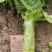 兰州高原夏菜质量好颜色正