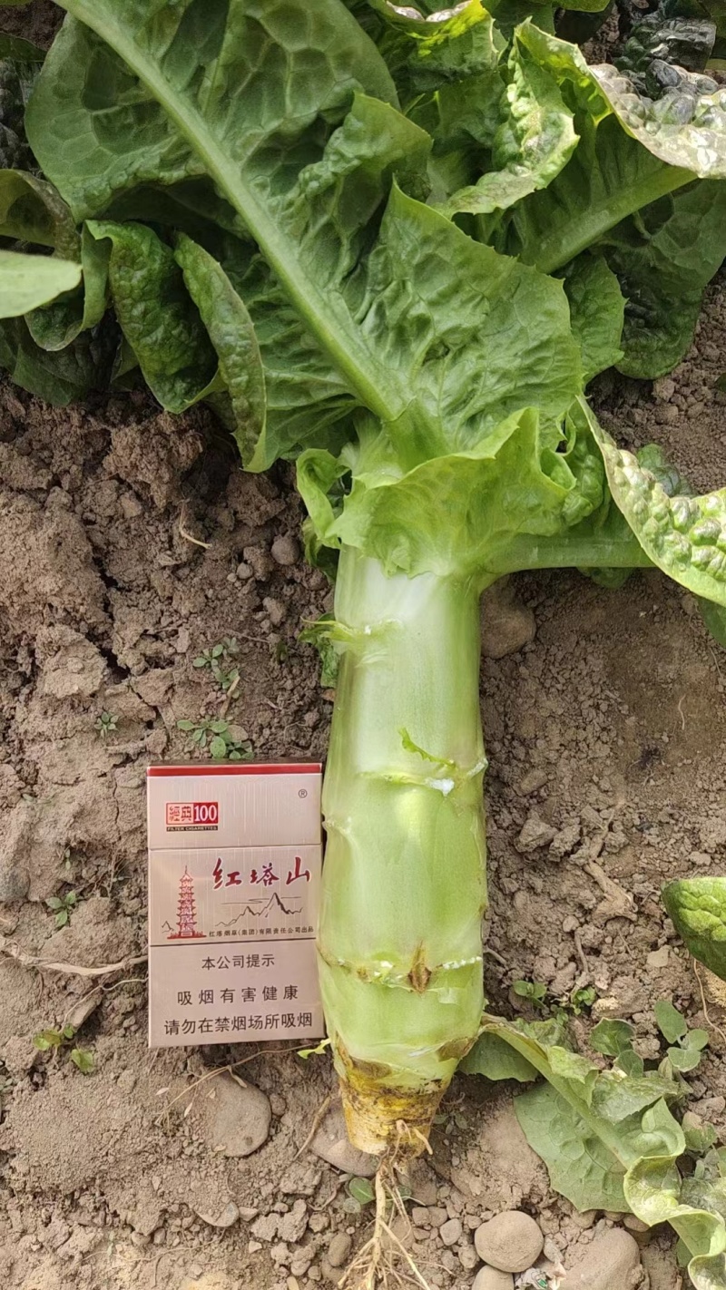 兰州高原夏菜质量好颜色正