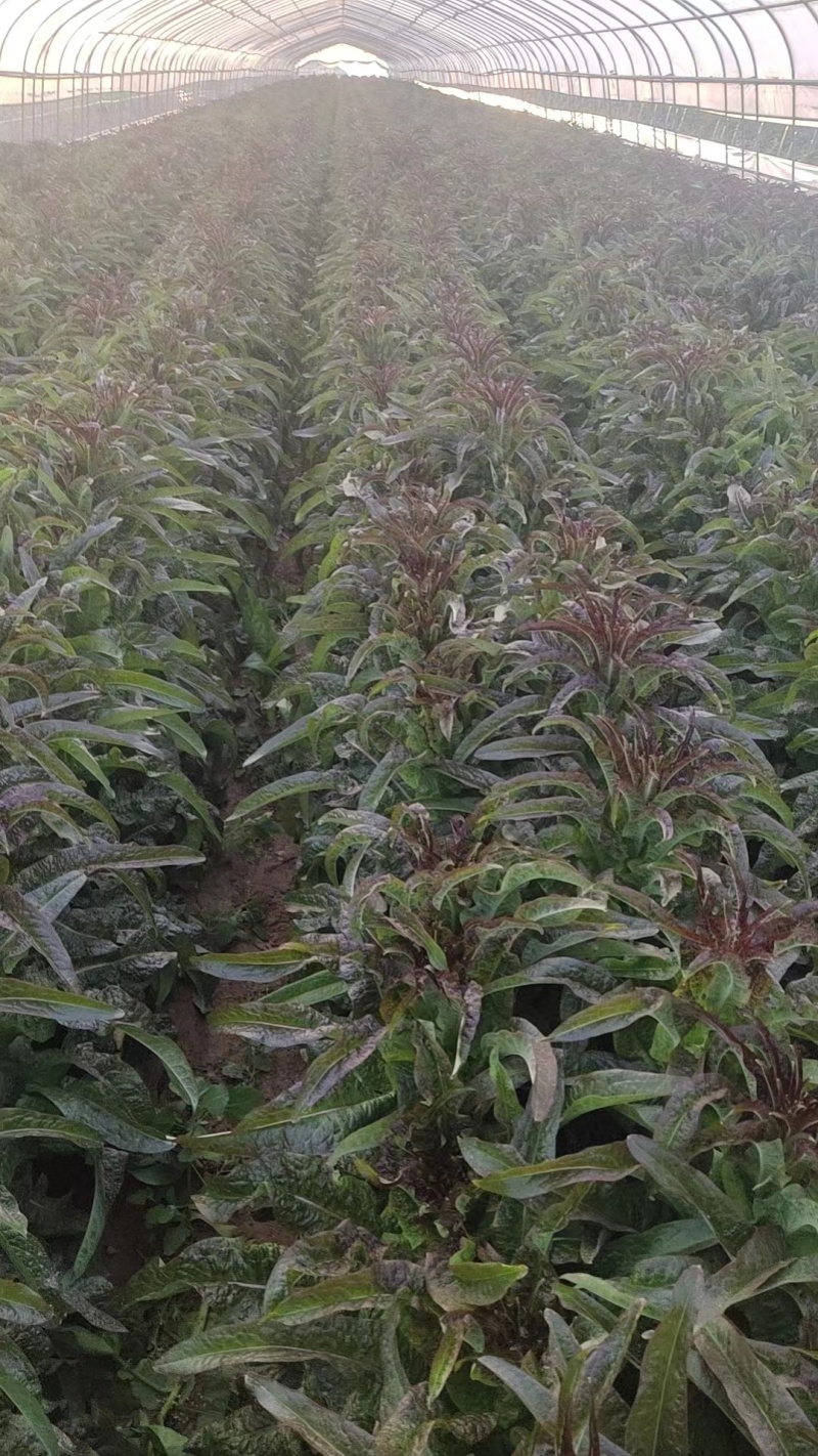 兰州高原夏菜质量好颜色正