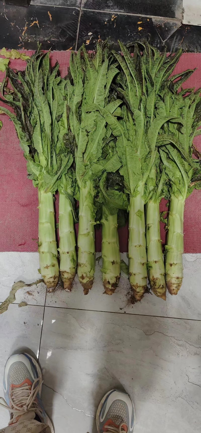 兰州高原夏菜质量好颜色正