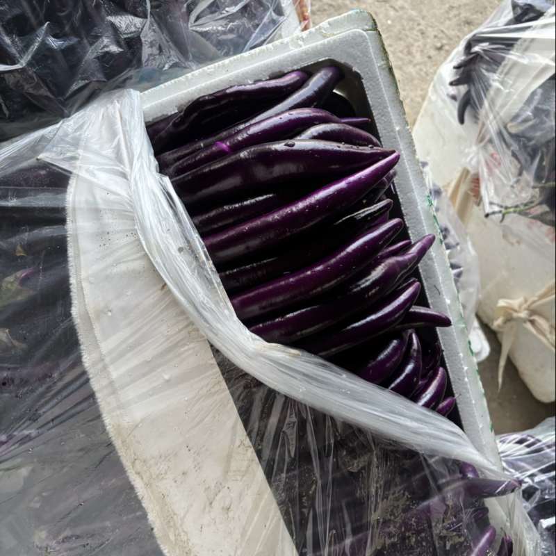 线茄，红线茄，杭茄