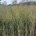 云南罗平油菜籽