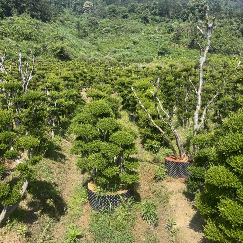 赤楠四季常青绿化赤楠，别墅赤楠，占地赤楠，批发零售价