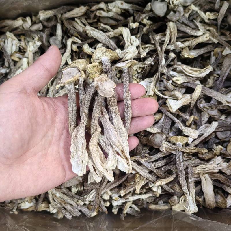 A菇鹿茸菇大量批发，全网***格，产地直销，货真价实。