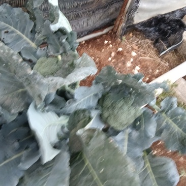 炎秀西兰花